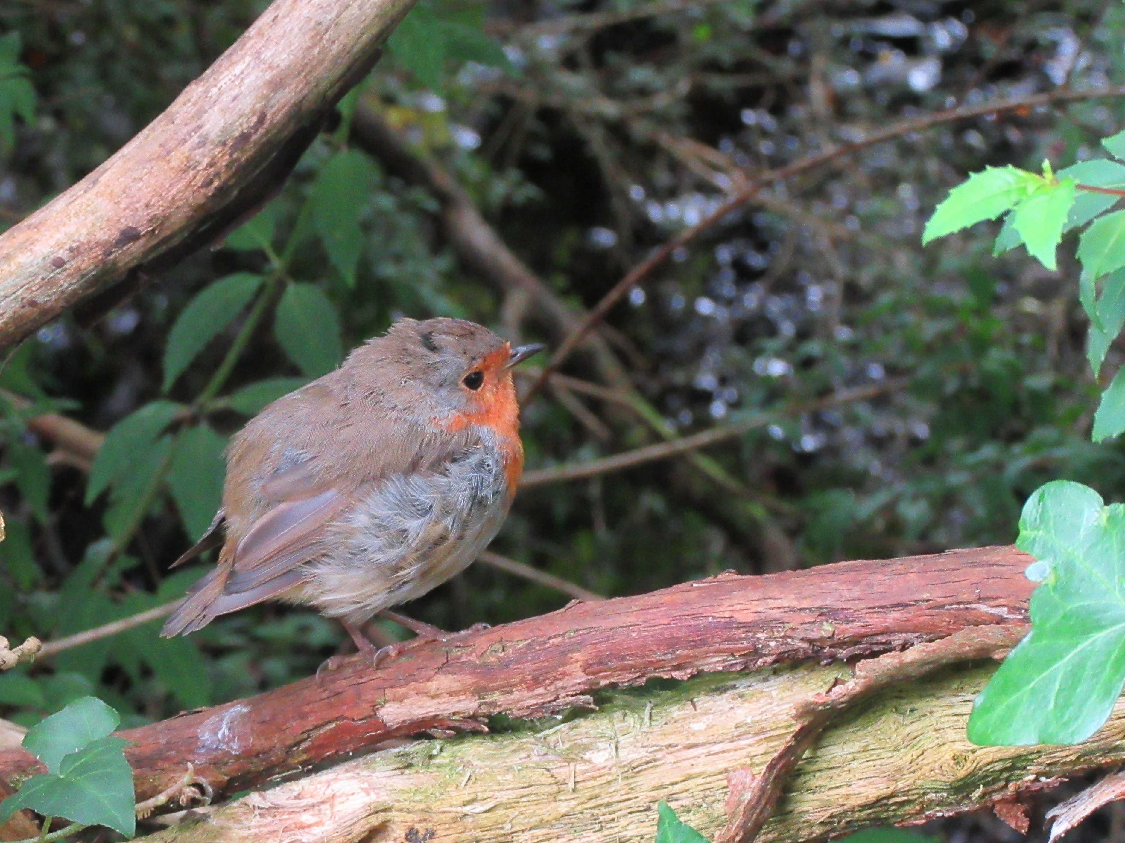 Bold Robin at the Connemara National Park